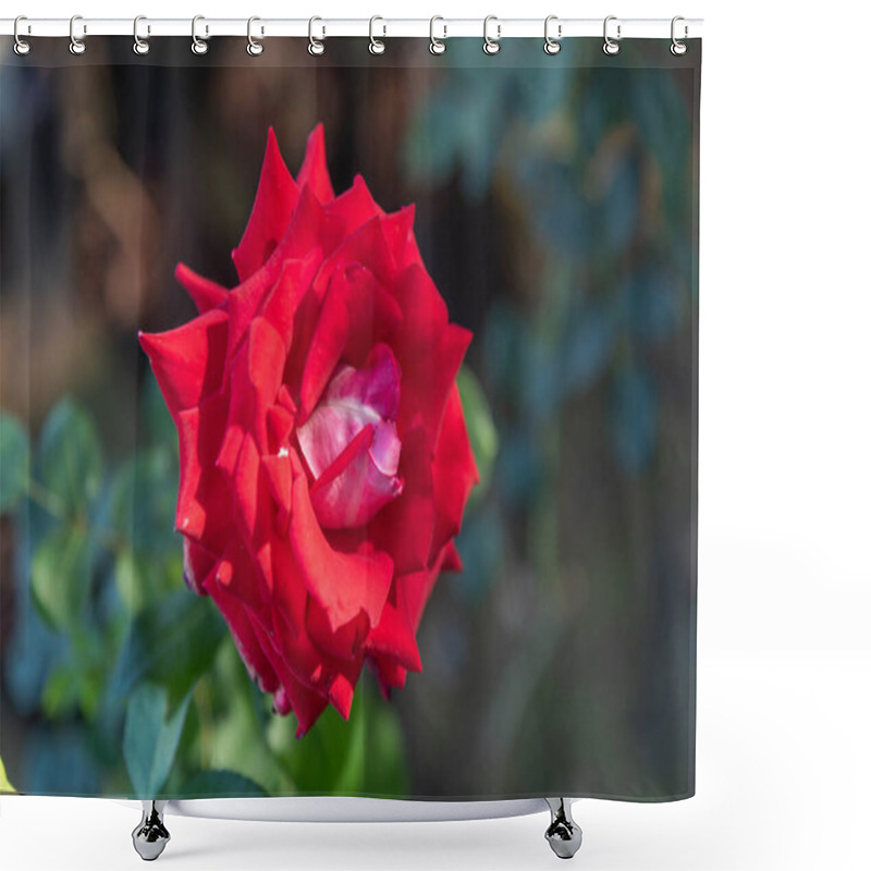 Personality  Rose Flowers X Grandiflora Hort Shower Curtains