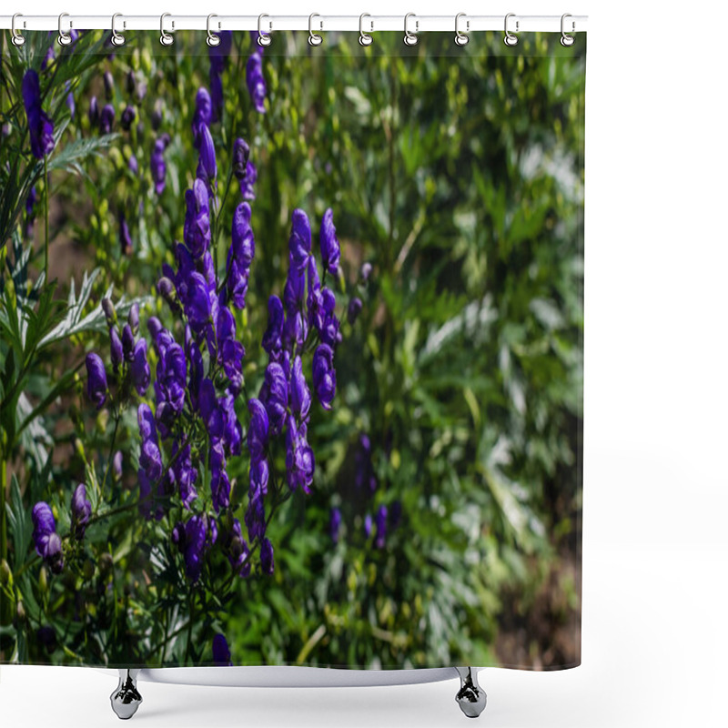 Personality  Blue Purple Aconite Flowers, Monkshood, Wolfsbane On A Green Bushes, Perennial In Summer Garden Under Sun Light Shower Curtains