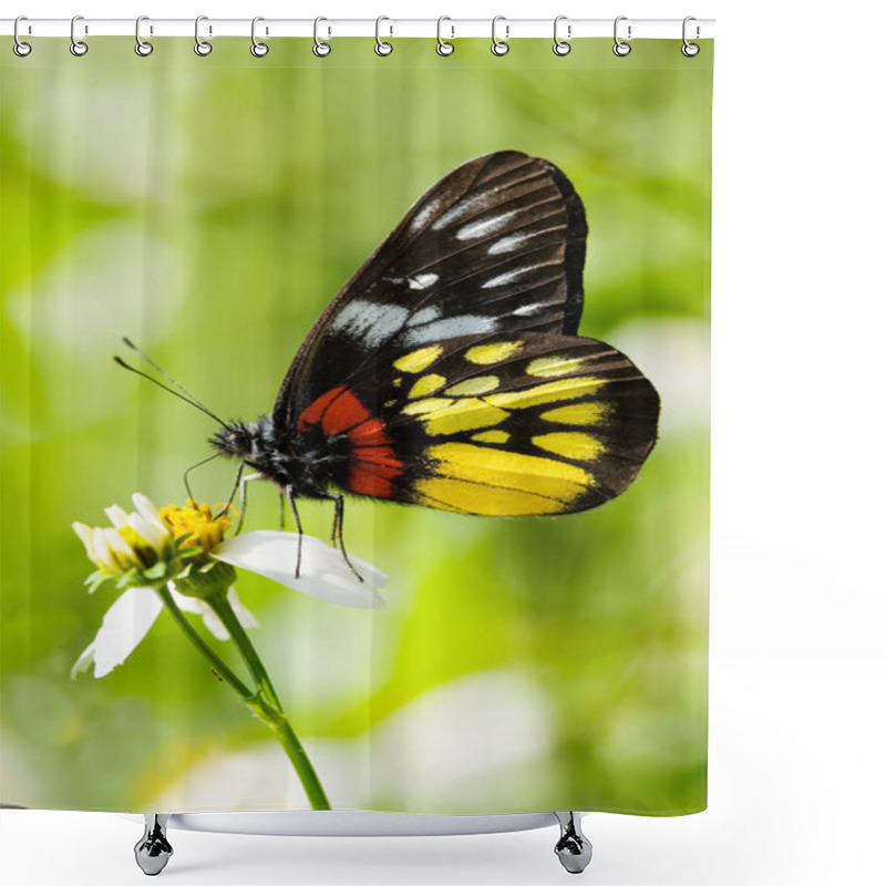 Personality  Corlorful Butterfly Shower Curtains