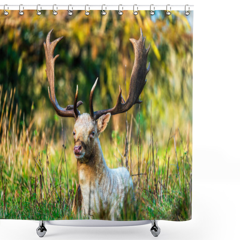 Personality  Senior Fallow Deer Resting In Autumn Shower Curtains