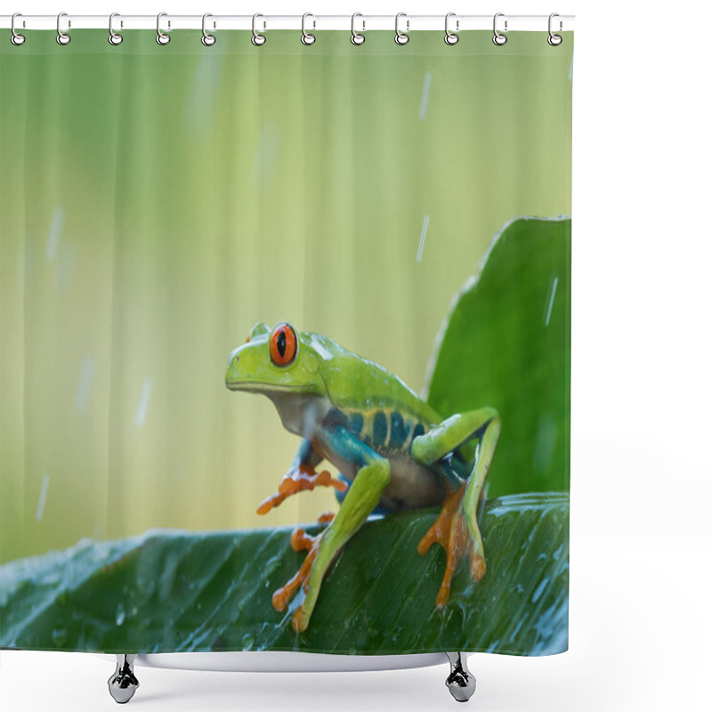 Personality  Red Eye Tree Frog On The Leaves Shower Curtains