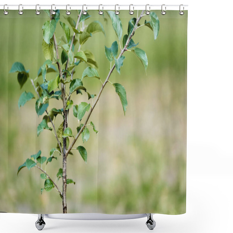 Personality  Young Green Plant Growing On Blurred Background, Ecology Concept Shower Curtains