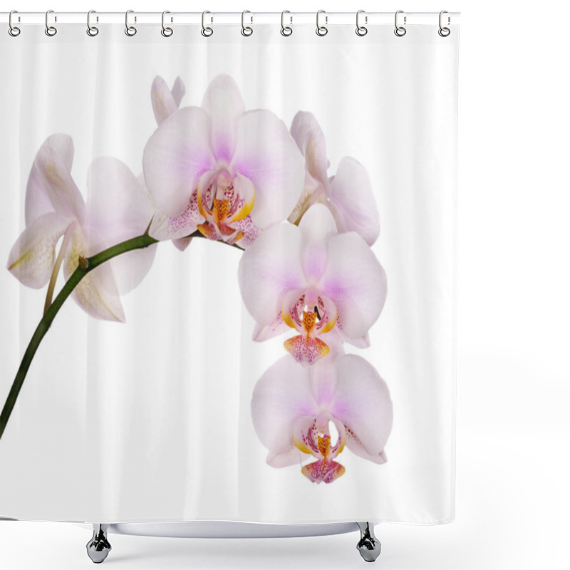 Personality  Spotted Light Pink Isolated Branch Of Orchids Shower Curtains