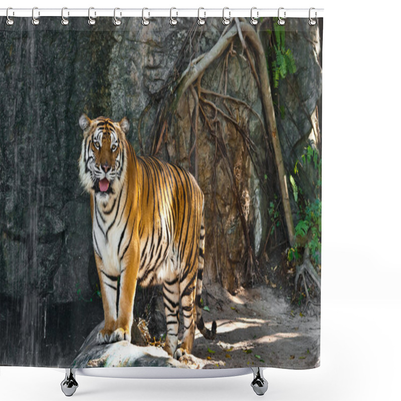 Personality  Female Wild Tiger From Thailand Shower Curtains