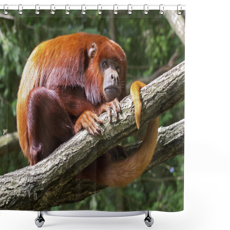 Personality  Mantled Howler (Alouatta Seniculus) Resting In A Tree Shower Curtains