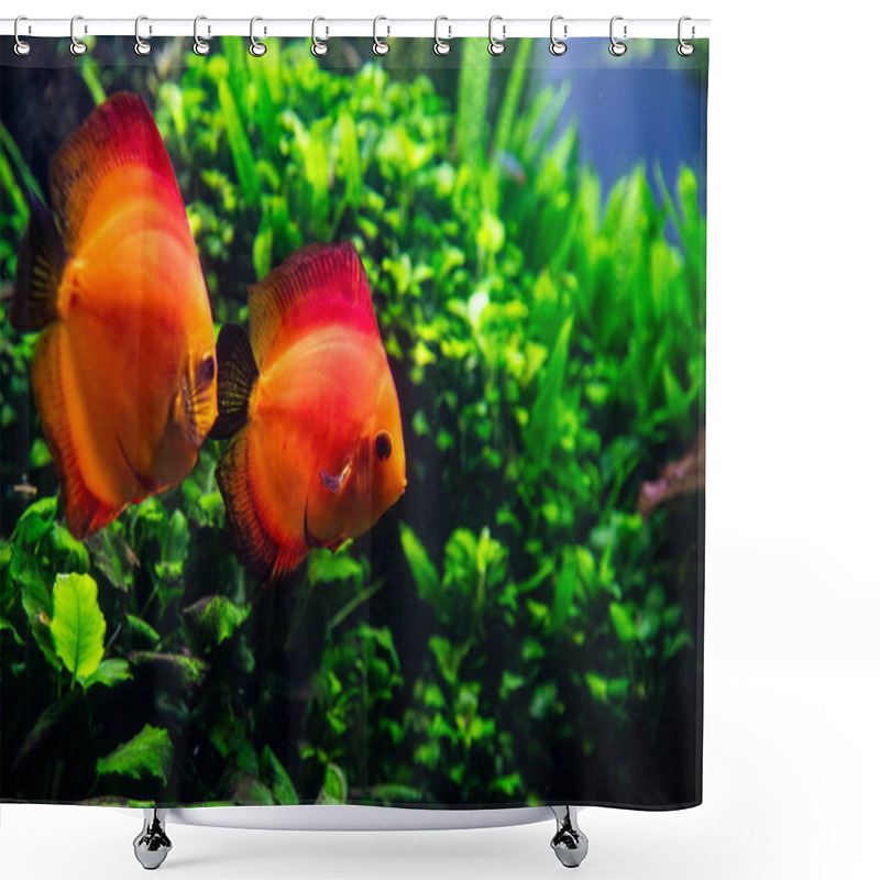 Personality  Two Orange Angelfish Swim Against A Background Of Algae. Underwater Filming Shower Curtains