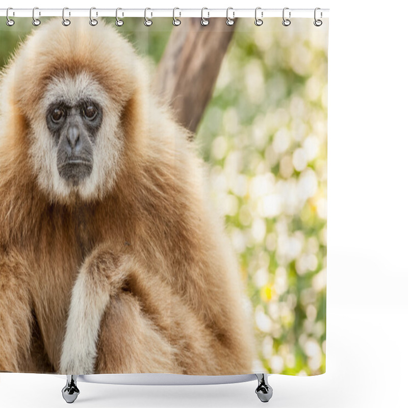 Personality  Northern White Cheeked Gibbon Shower Curtains