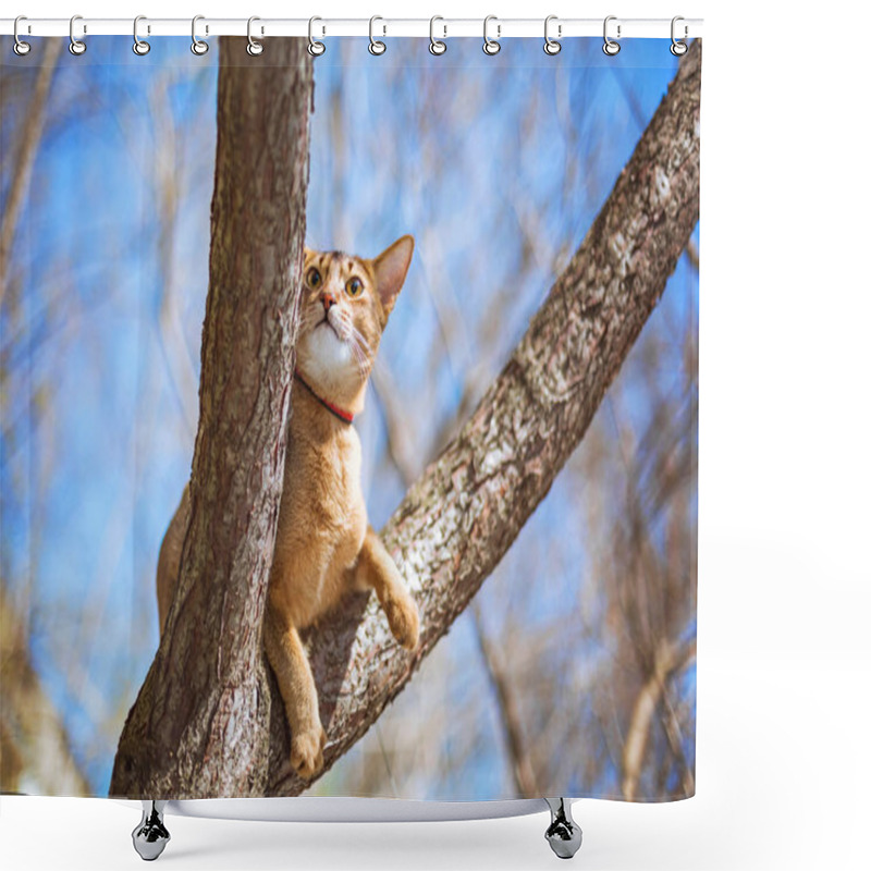 Personality  Abyssinian Cat Sitting On A Tree In The Sun Shower Curtains