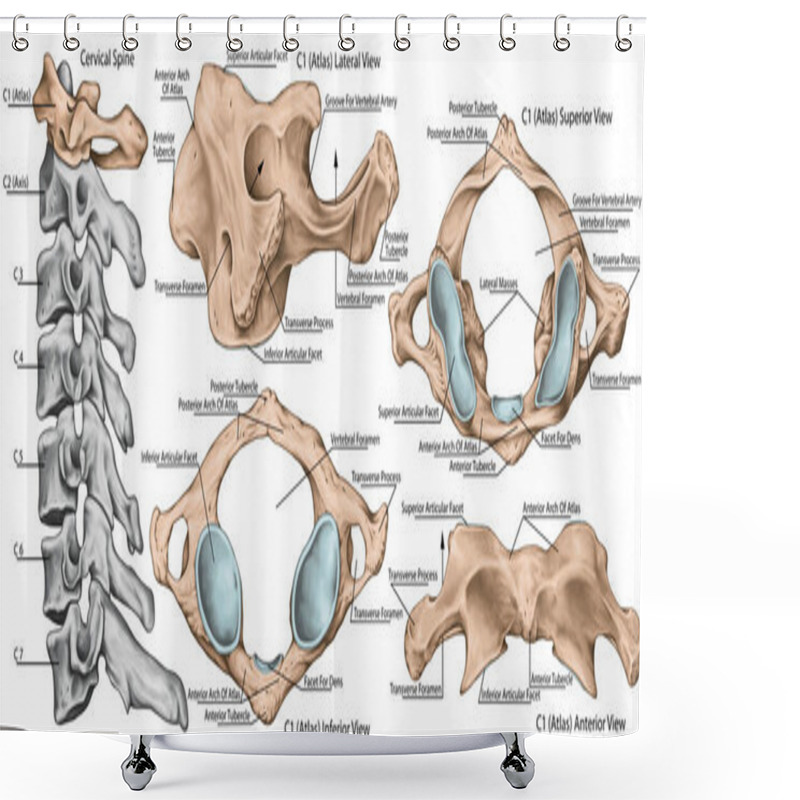 Personality  Didactic Board, Cervical Spine, Vertebral Morphology, First Cervical Vertebra, Atlas, Cervical Vertebrae, Anterior, Lateral, Superior And Inferior View Shower Curtains