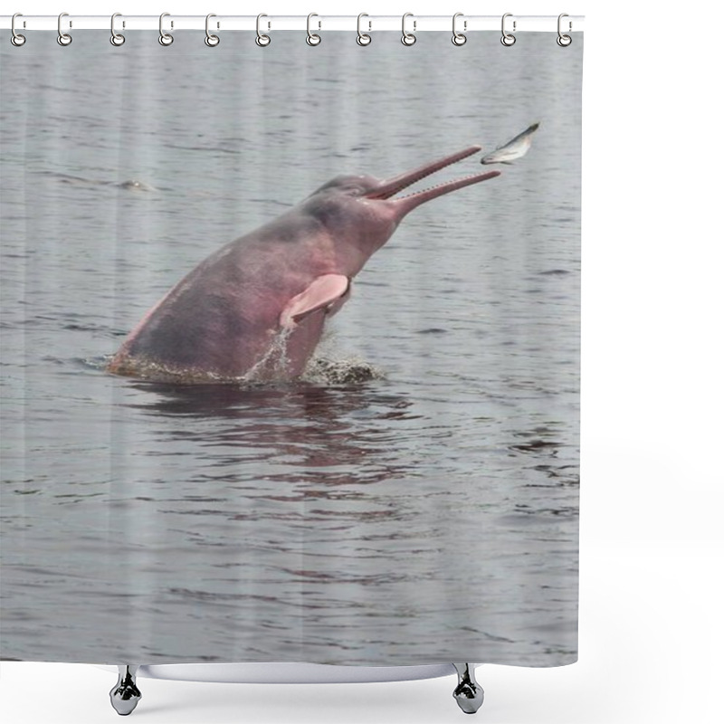 Personality  Amazon River Dolphin, Boto Or Pink Amazon Dolphin (Inia Geoffrensis), Hunting In The Rio Negro, Manaus, Amazonas State, Brazil, South America Shower Curtains