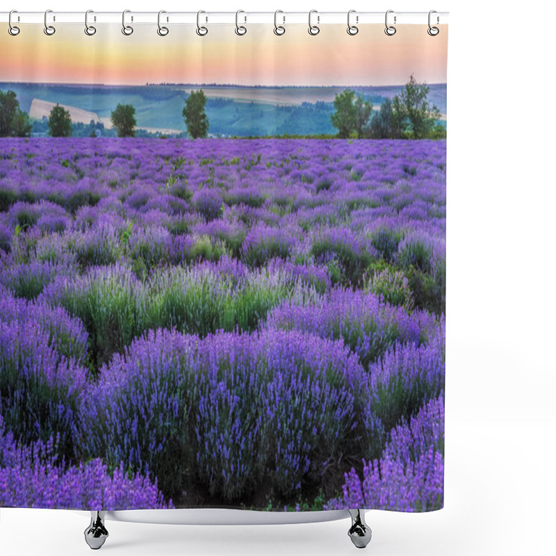 Personality  Purple Blossoming Lavender In The Fields  Shower Curtains