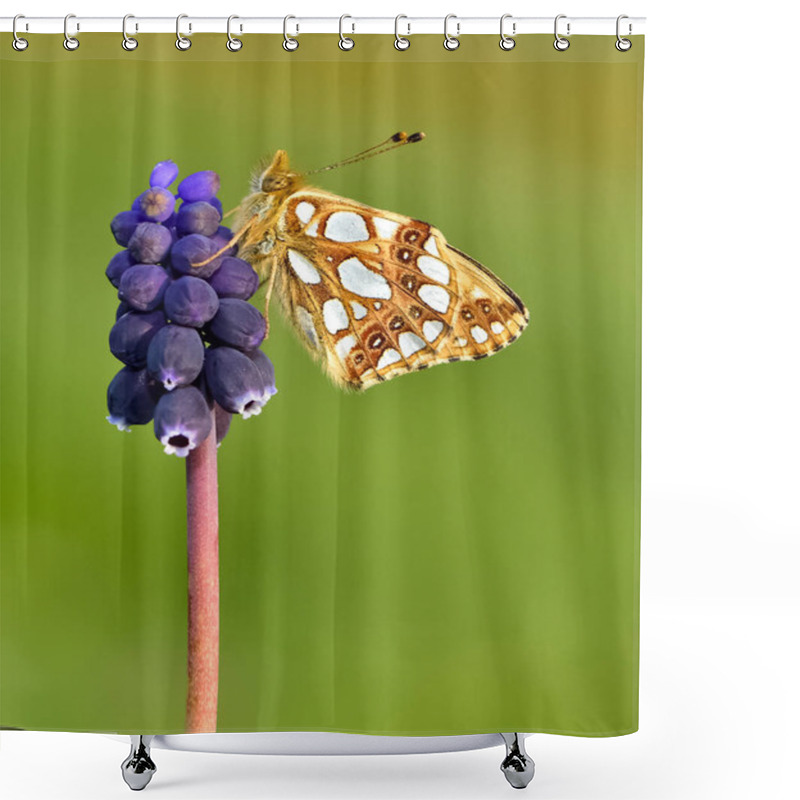 Personality  Photos Of Butterflies Feeding On Flowers Shower Curtains