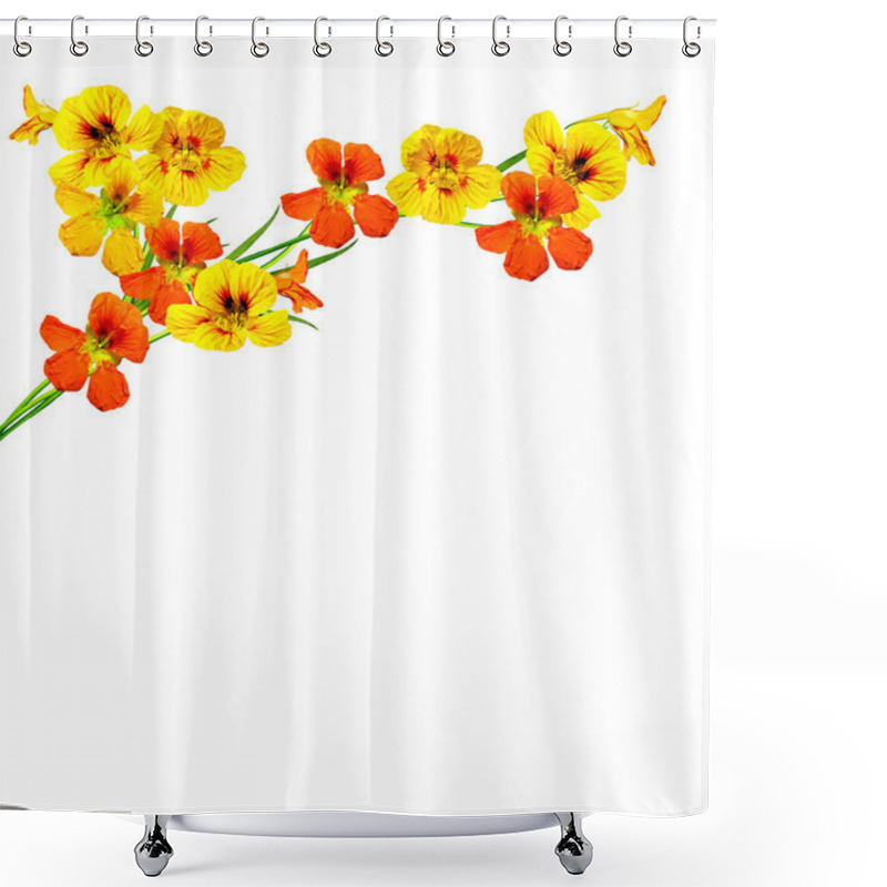 Personality  Nasturtium Flowers Isolated On White Background Shower Curtains