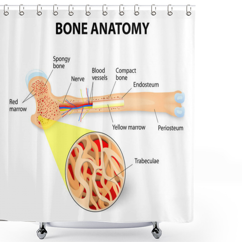 Personality  Bone Anatomy Shower Curtains