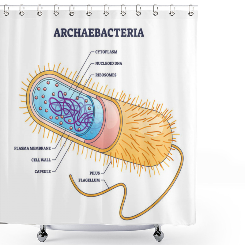 Personality  Archaebacteria Inner And Outer Anatomical Bacteria Structure Outline Diagram Shower Curtains