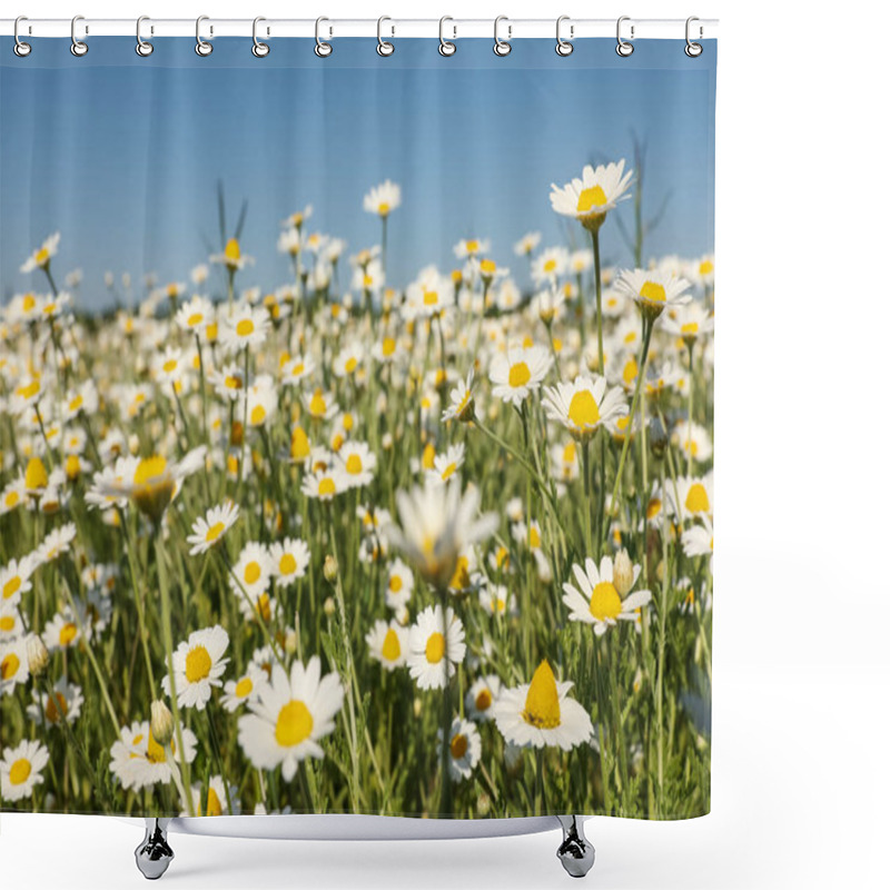 Personality  Closeup View Of Beautiful Chamomile Field On Sunny Day Shower Curtains