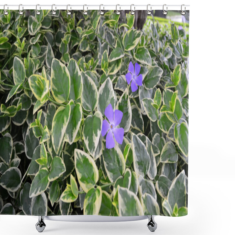 Personality  Beautiful Blue Fowers In Tha Park. Selective Focus Shower Curtains