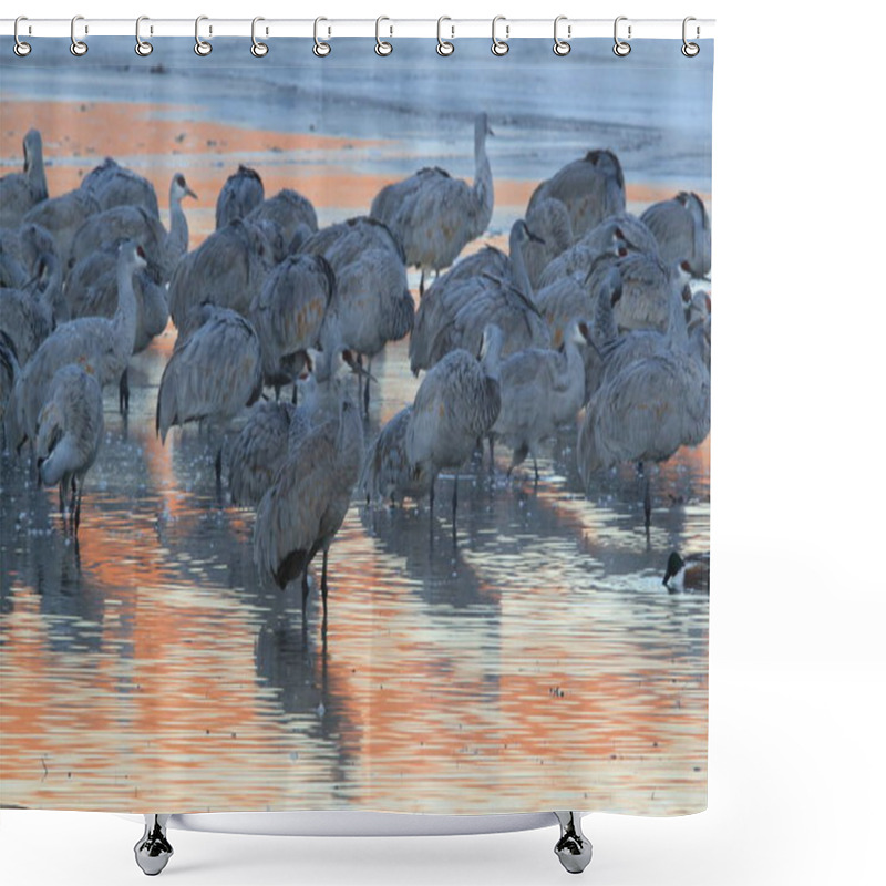 Personality  Sandhill Crane Bosque Del Apache Wildlife Reserve,New Mexico, US Shower Curtains