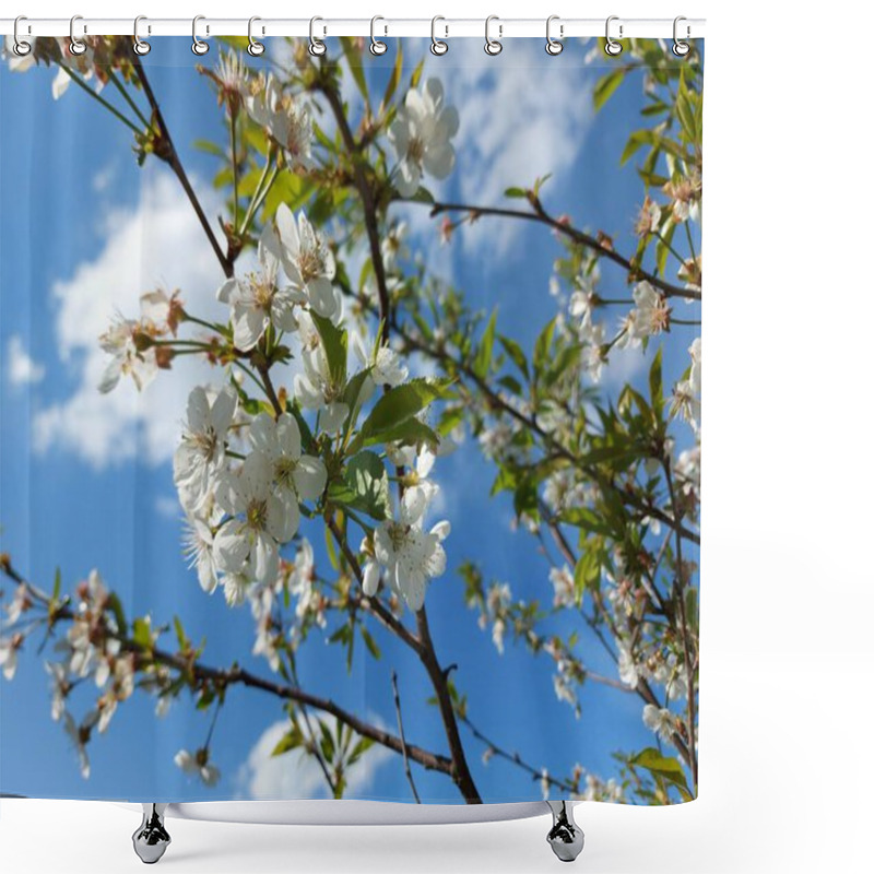 Personality  Gourgeous Cherry Trees In Full Blossom Shower Curtains