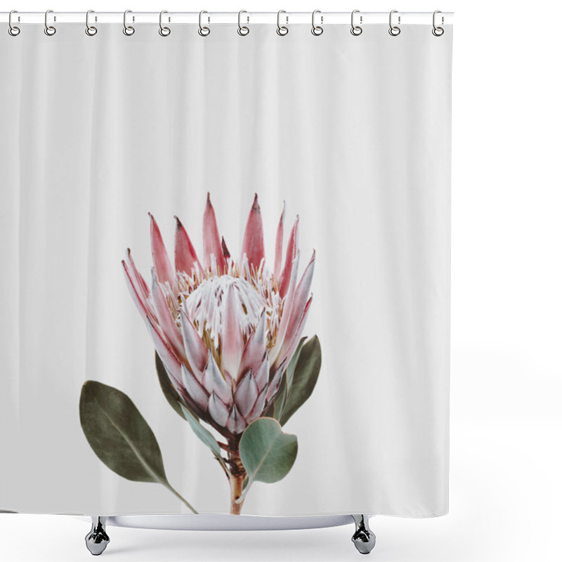 Personality  Single Beautiful Pink King Protea Flower Isolated Against A Light Grey Background Shower Curtains