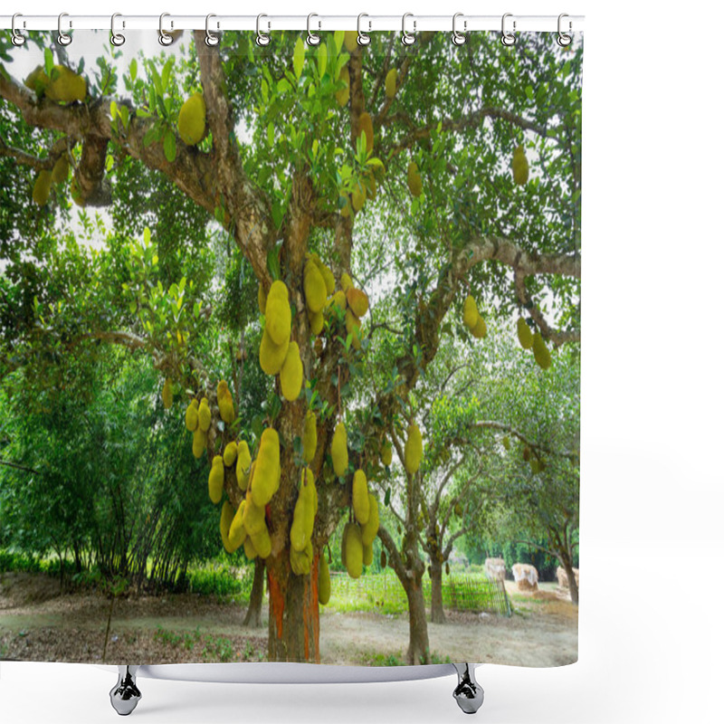 Personality  A Large Scale Of Jackfruits Hanging On The Tree. Jackfruit Is The National Fruit Of Bangladesh. It Is A Seasonal Summer Time Fruit. Shower Curtains