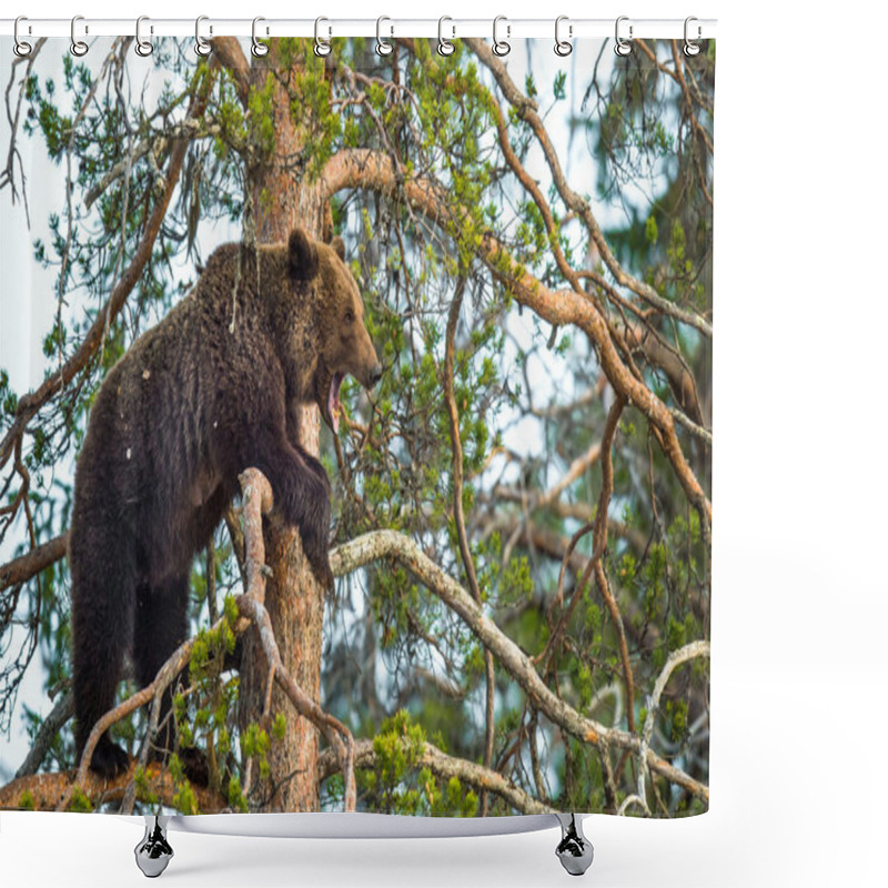 Personality  She-bear Got On A Pine Tree Shower Curtains