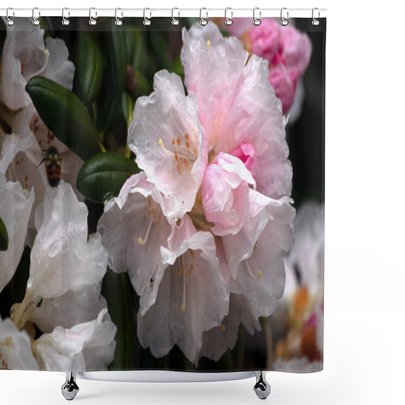 Personality  White And Pink Petals Of Rhododendrons In Full Bloom Shower Curtains