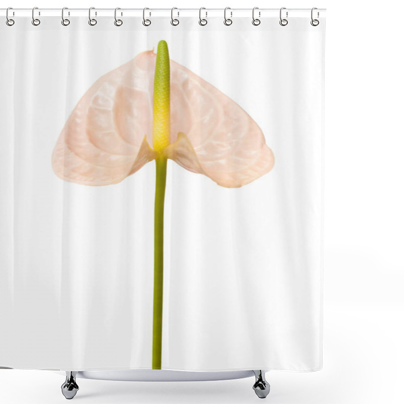 Personality  Pink Anthurium Isolated  Shower Curtains