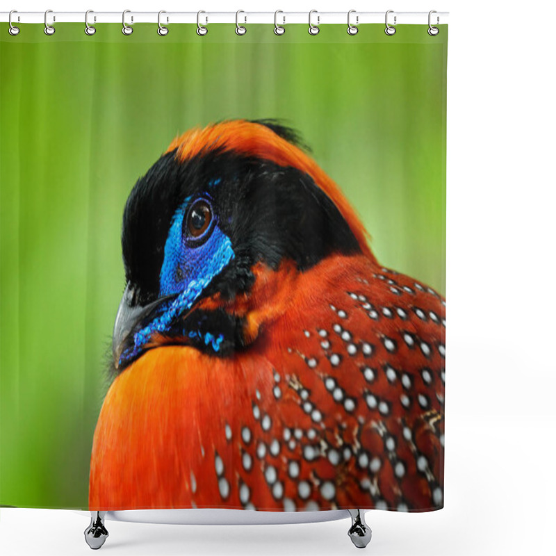 Personality  Exotic Bird From Asia. Temmincks Tragopan, Tragopan Temminckii, Detail Portrait Of Rare Pheasant With Black, Blue And Orange Head, Bird In The Nature Habitat, Hidden In The Green Leaves, India. Shower Curtains