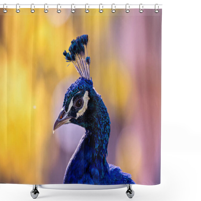 Personality  The Indian Peafowl, A Vibrant Omnivore, Eats Grains, Seeds, And Insects. Photographed In Lush Gardens. Shower Curtains