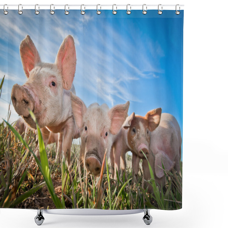 Personality  Three Small Pigs Standing On A Pigfarm Shower Curtains