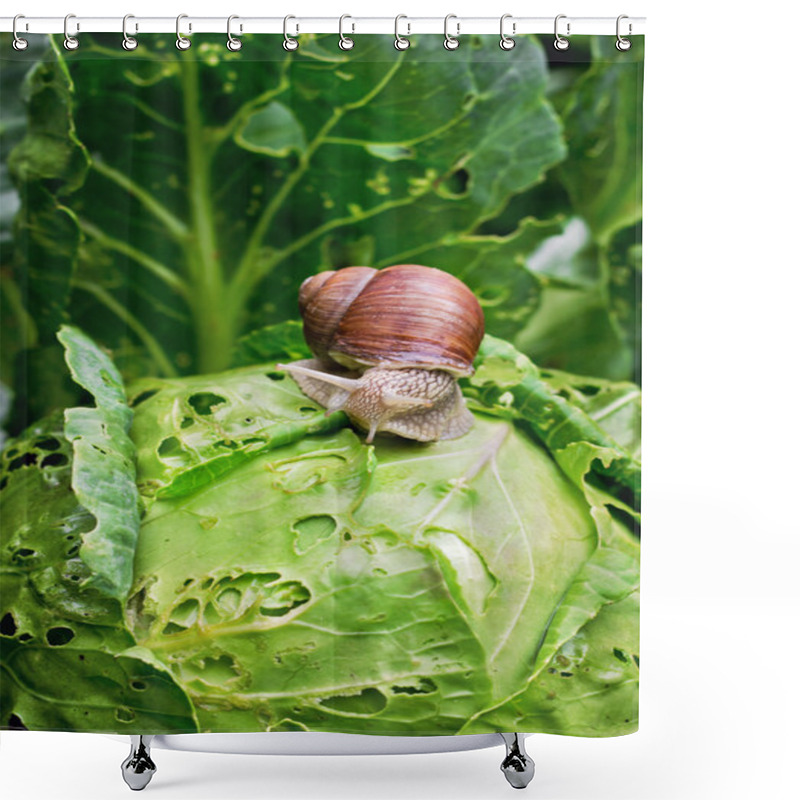 Personality  Snail Is Sitting On Cabbage In The Garden Shower Curtains