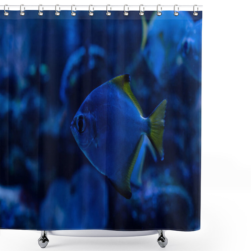 Personality  Exotic Fish Swimming Under Water In Dark Aquarium With Blue Lighting Shower Curtains