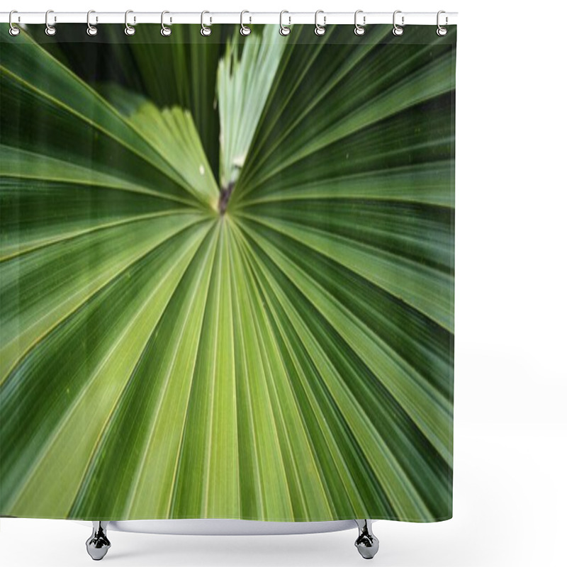 Personality  A Close-up Of A Large Green Palm Leaf With A Fan-like Shape. The Leaf's Veins Create A Symmetrical Pattern, Radiating From The Center, And Its Vibrant Green Color Adds To The Lush, Tropical Feel. Shower Curtains