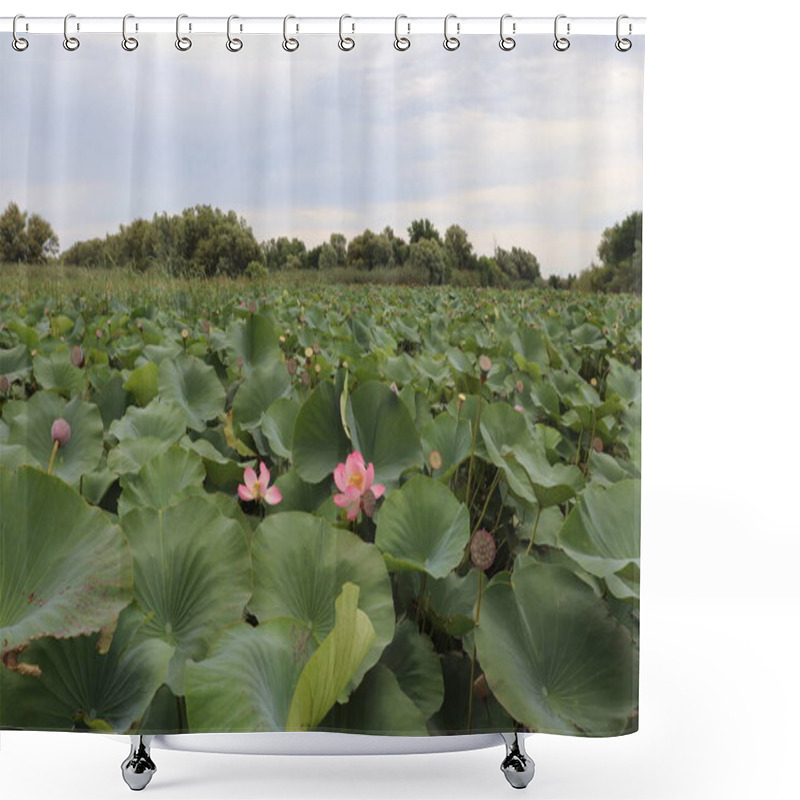 Personality  Lotus Fields In The Astrakhan Biosphere Reserve. Shower Curtains