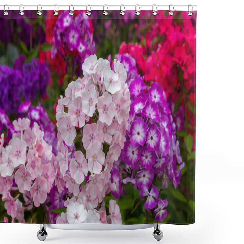 Personality  The Flowers Of Phlox Paniculata Different Varieties Close Up. Flower Background Shower Curtains