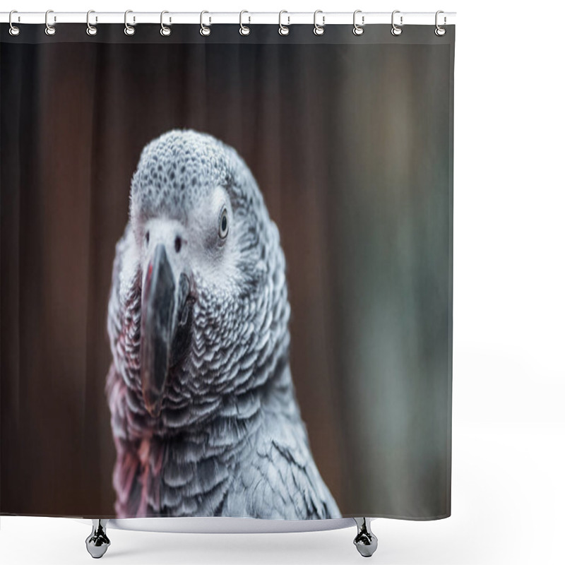 Personality  Close Up View Of Vivid Cute Grey Fluffy Parrot  Shower Curtains