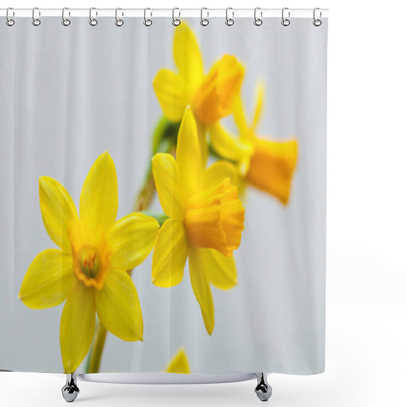 Personality  Yellow Narcissus On White Background Shower Curtains