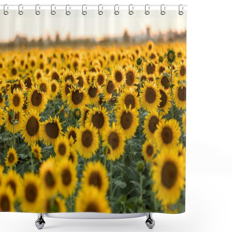 Personality  Sunflowers Field Near Arles  In Provence, France Shower Curtains