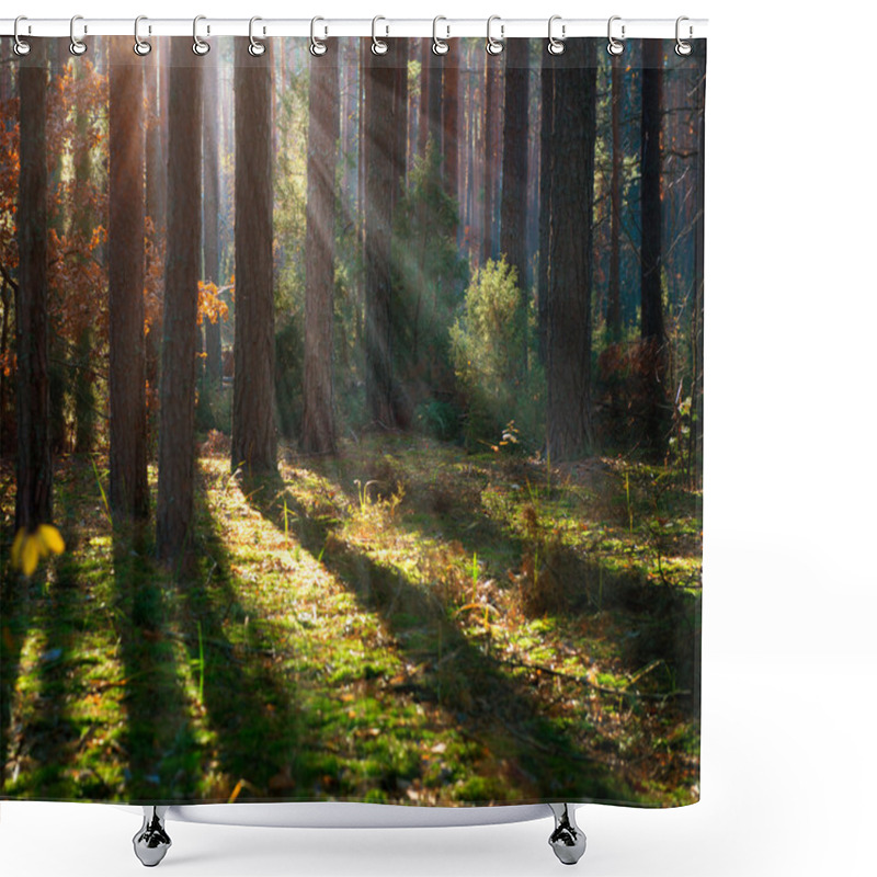 Personality  Misty Old Forest. Autumn Woods Shower Curtains