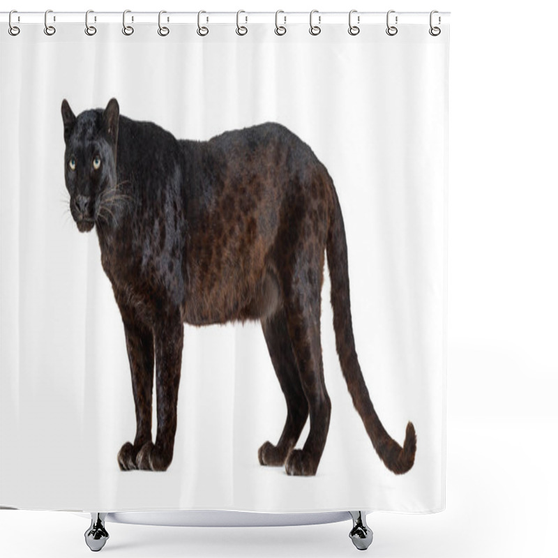 Personality  Portrait Of Leopard Standing A Looking Away Proudly, Panthera Pardus, Against White Shower Curtains