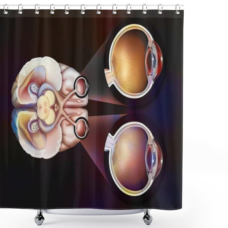 Personality  Eye: Path Of The Visual Pathways From The Eye To The Visual Areas Of The Brain. Shower Curtains