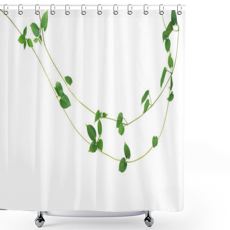 Personality  Jungle Vines Liana Plant With Heart Shaped Green Leaves Of Cowslip Creeper (Telosma Cordata), Nature Frame Layout Isolated On White Background With Clipping Path. Shower Curtains