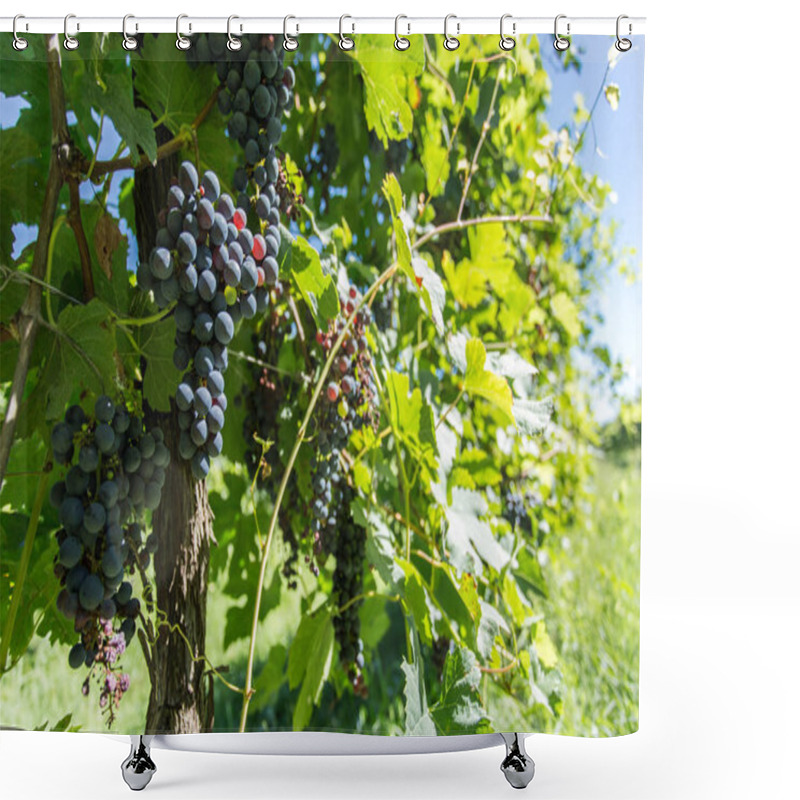 Personality  Wine Grapes On The Vine. Shower Curtains