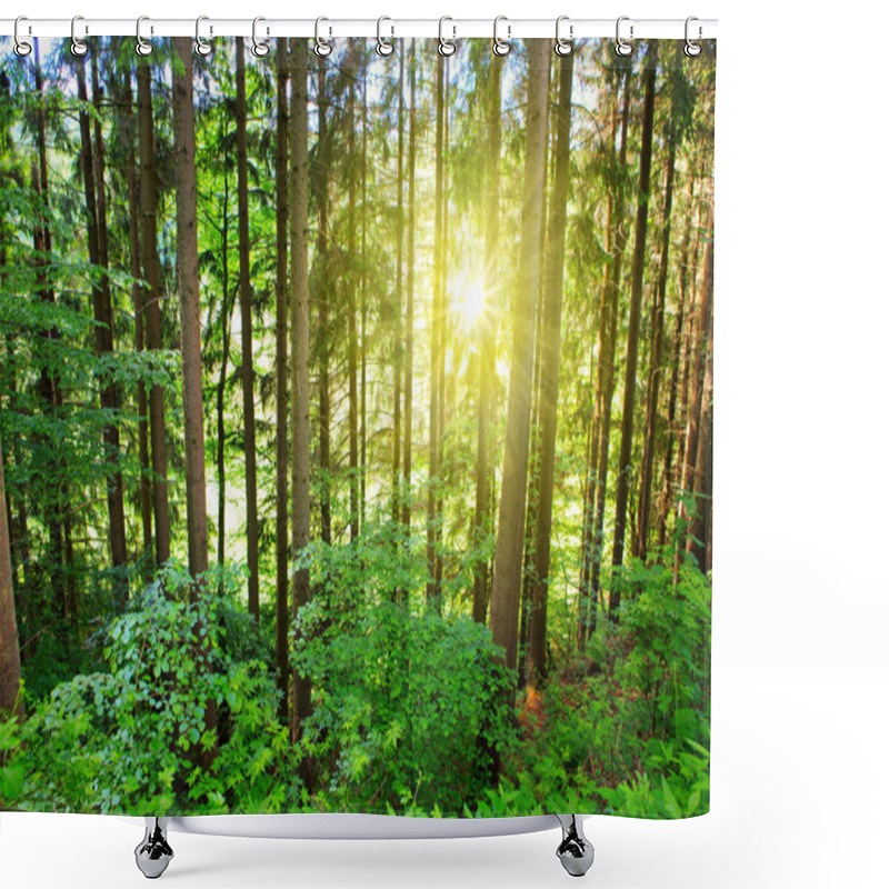 Personality  Sun In The Pine Forest. Shower Curtains