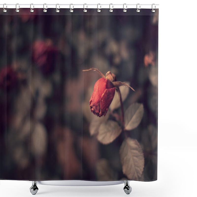 Personality  Dead Red Roses In Winter Shower Curtains