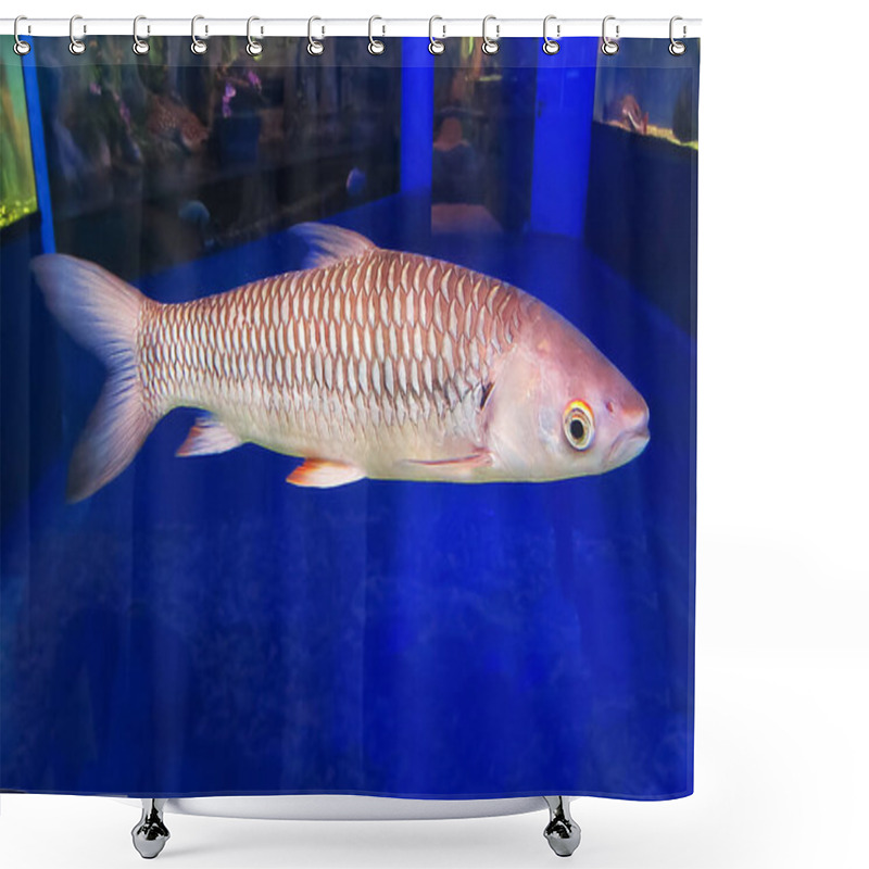 Personality  Red-finned Cigar Shark In Fish Tank Looked Right. Cigar Shark, Mad Fish. Freshwater Sharks. Leptobarbus Rubripinna. Thailand, Laos, Cambodia, Vietnam. Shower Curtains