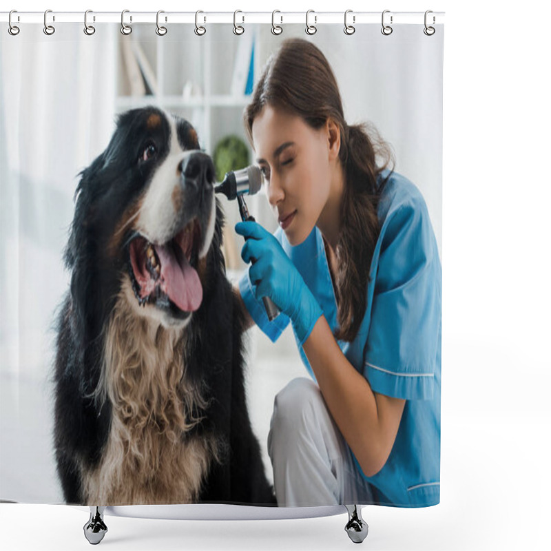 Personality  Attentive Veterinarian Examining Ear Of Berner Sennenhund Dog With Otoscope Shower Curtains