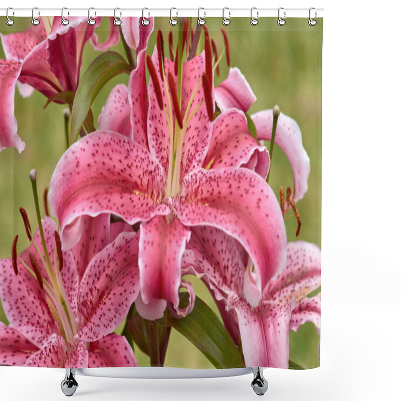 Personality  Purple Lily Flower. Beautiful Purple Lilies In The Summer Garden. Lilium Belonging To The Liliaceae. Oriental Hybrid Lily Close Up. Red Stargazer Lily Flower. Full Blooming Purple Asiatic Lily Flower. Shower Curtains