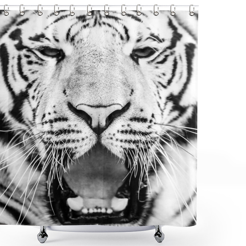 Personality  Young Siberian Tiger Portrait With Open Mouth And Sharp Teeth Shower Curtains